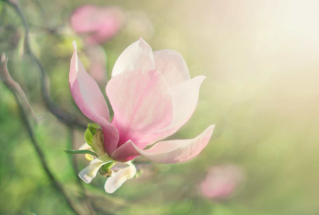 Magnolias - Stars Of The Spring Garden - The Irish Gardener Store