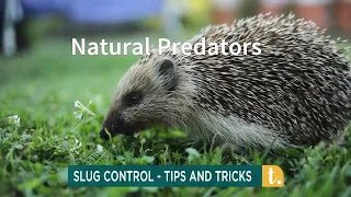 Natural Slug Control: Why “Natural Balance” Beats Toxic Pellets (and What to Use Instead) - The Irish Gardener Store