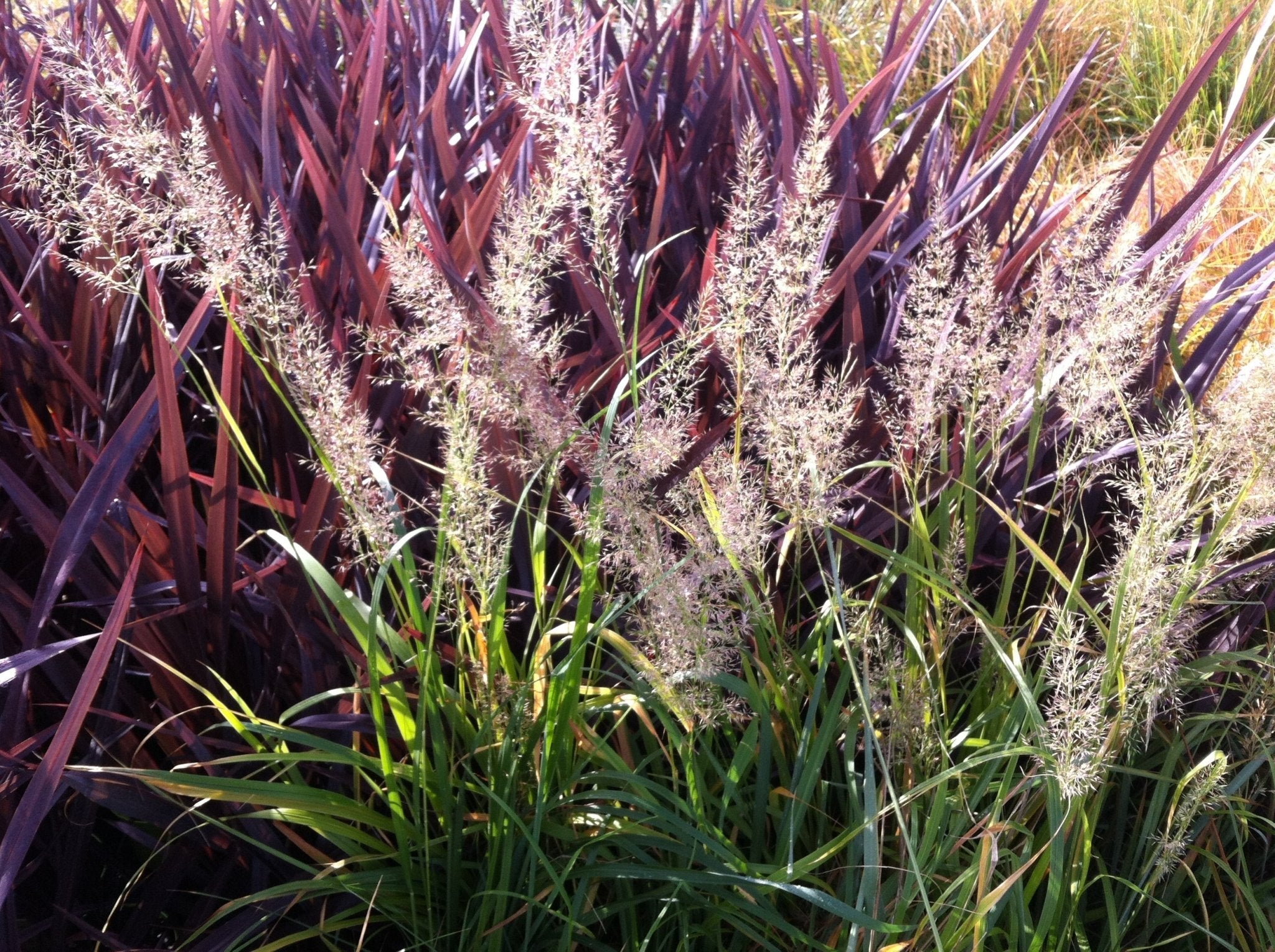 Ornamental Grasses in the Garden: Texture, Structure & Year-Round Interest - The Irish Gardener