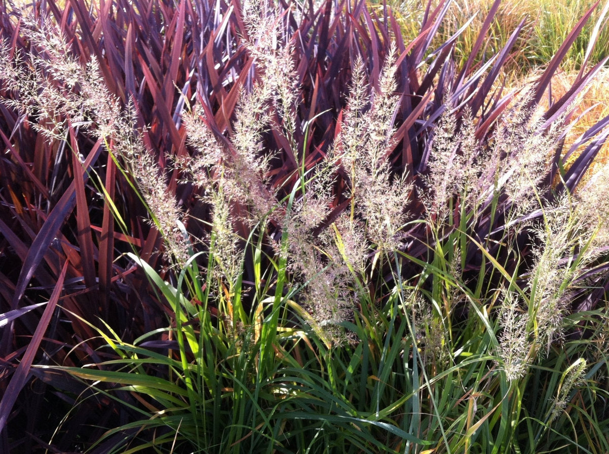 Ornamental Grasses in the Garden: Texture, Structure & Year-Round Interest - The Irish Gardener