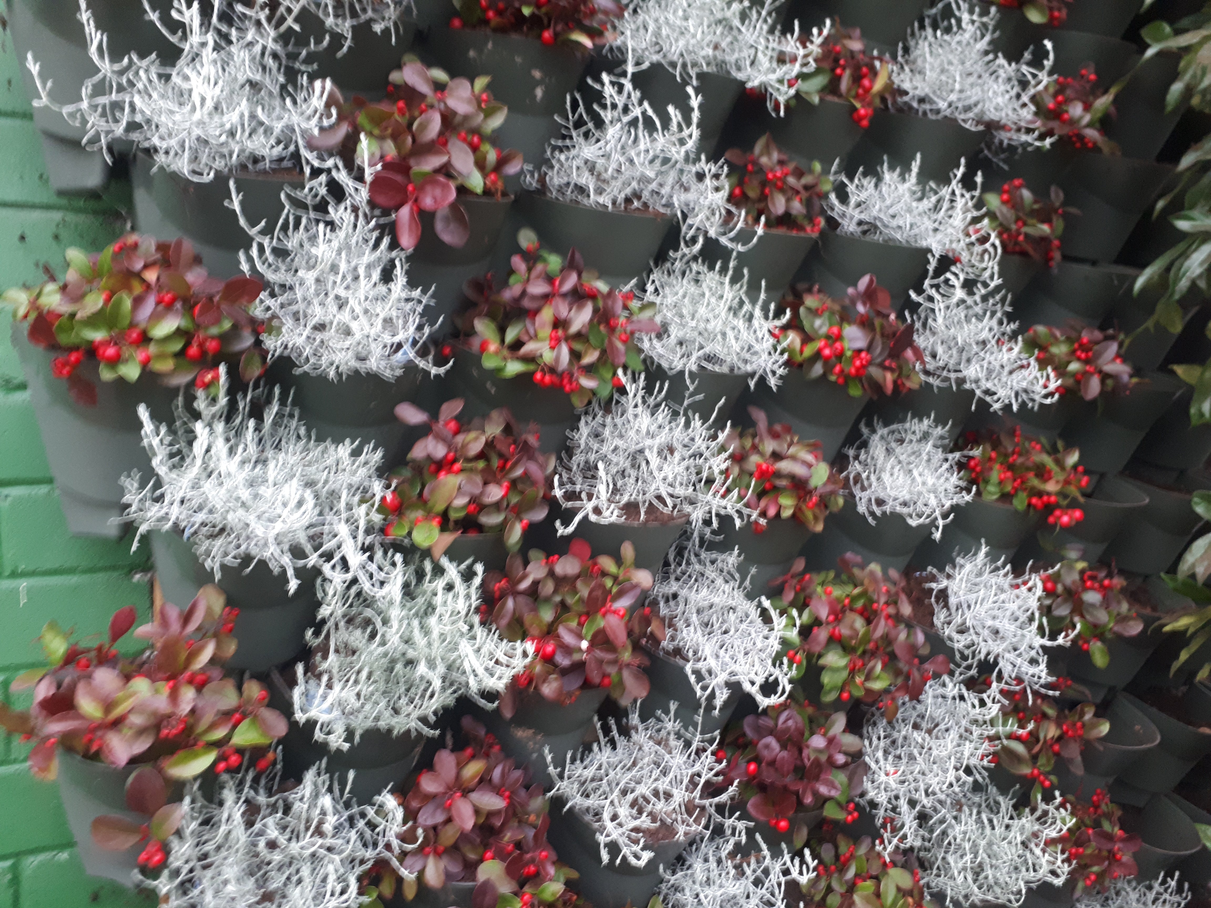 Flooding in Ireland, Urban Greening Solutions, and Your Winter Gardening Questions Answered