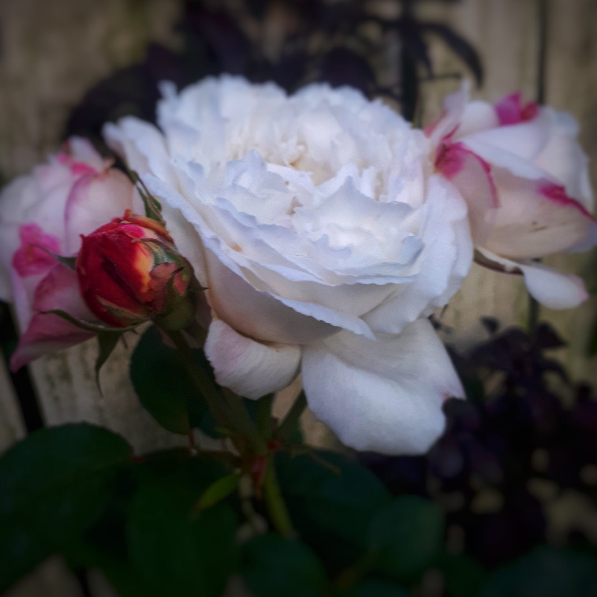 Planting Memories, How Gardens Help Us Mark Life’s Moments - The Irish Gardener