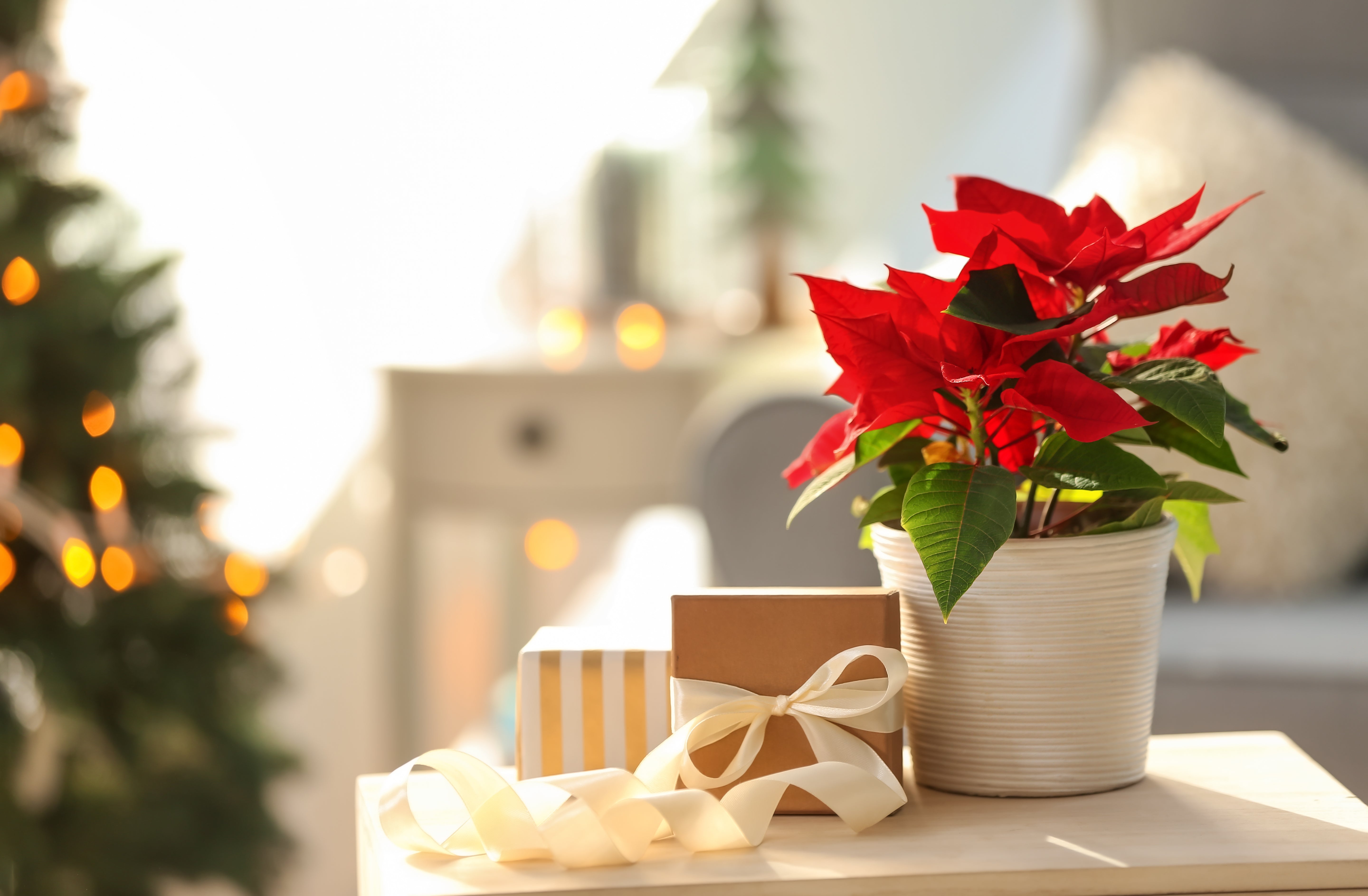 Poinsettia plant displayed indoors at Christmas, a common winter houseplant in Irish homes.