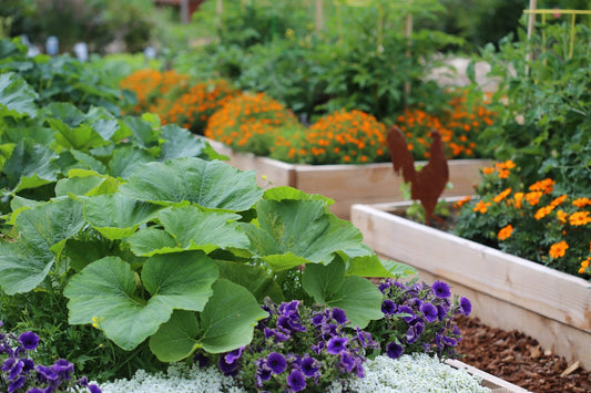 Raised Beds - What's all the Fuss About? - The Irish Gardener Store