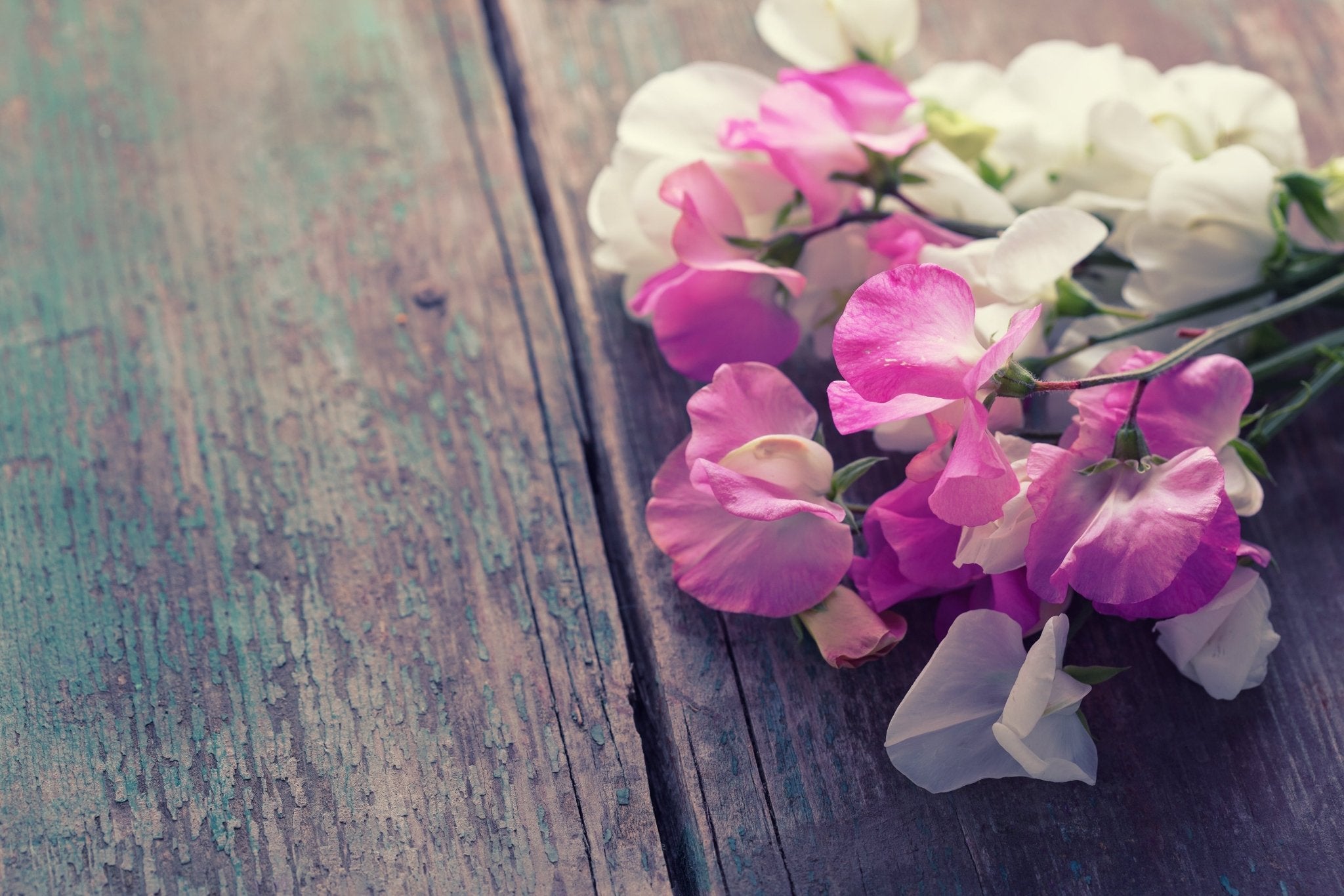 Sweet Peas, Summer Scents and Late Starts: A Gardener’s Honest Tale - The Irish Gardener Store