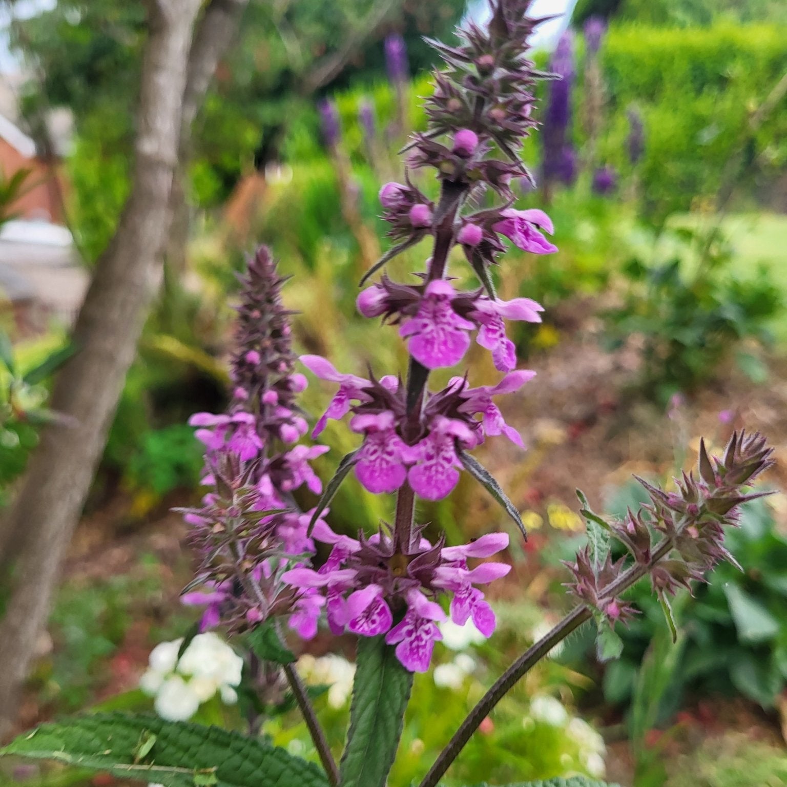 The Irish Gardener: More Than a Name, A Community - The Irish Gardener