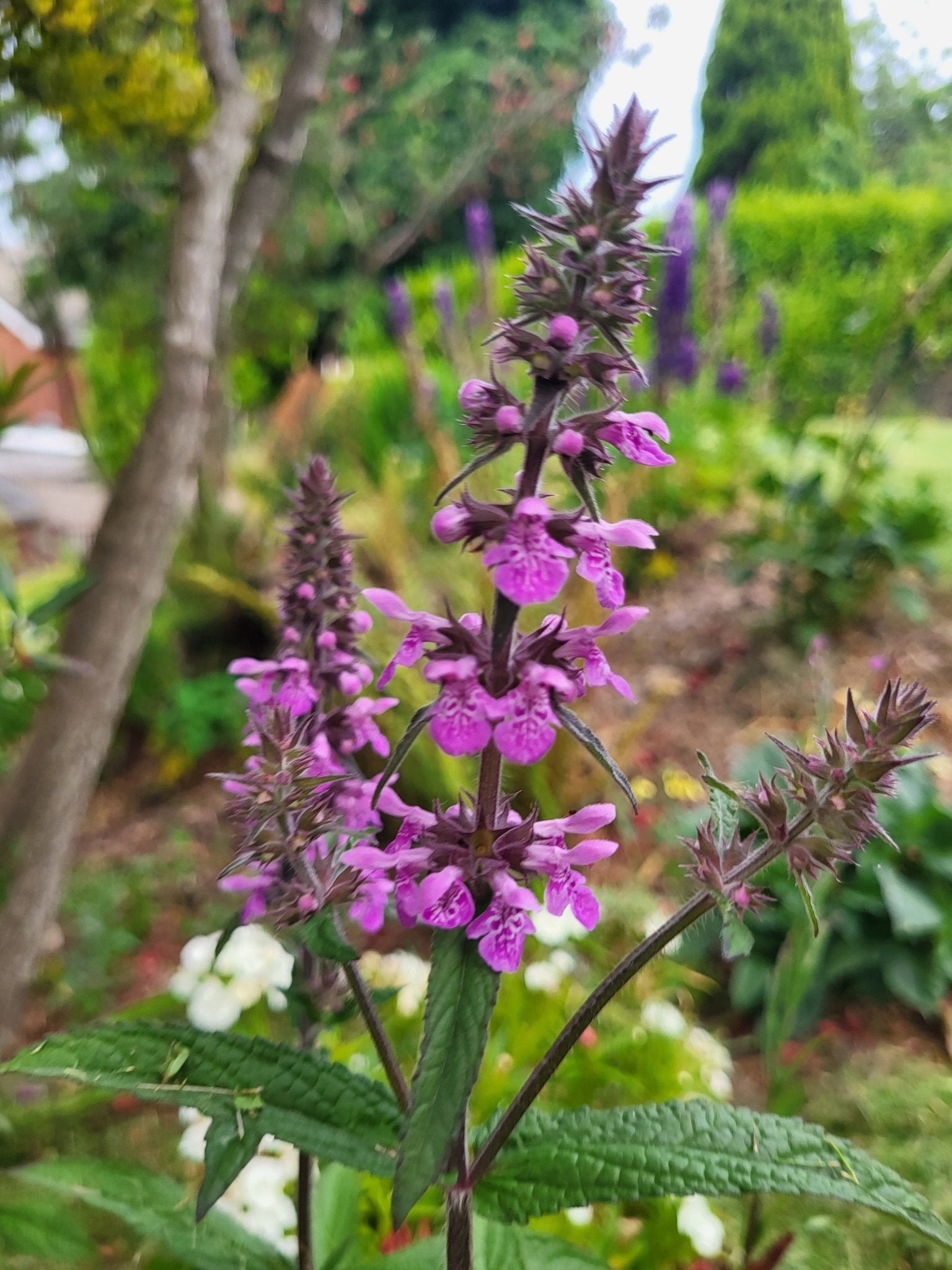The Irish Gardener: More Than a Name, A Community - The Irish Gardener Store