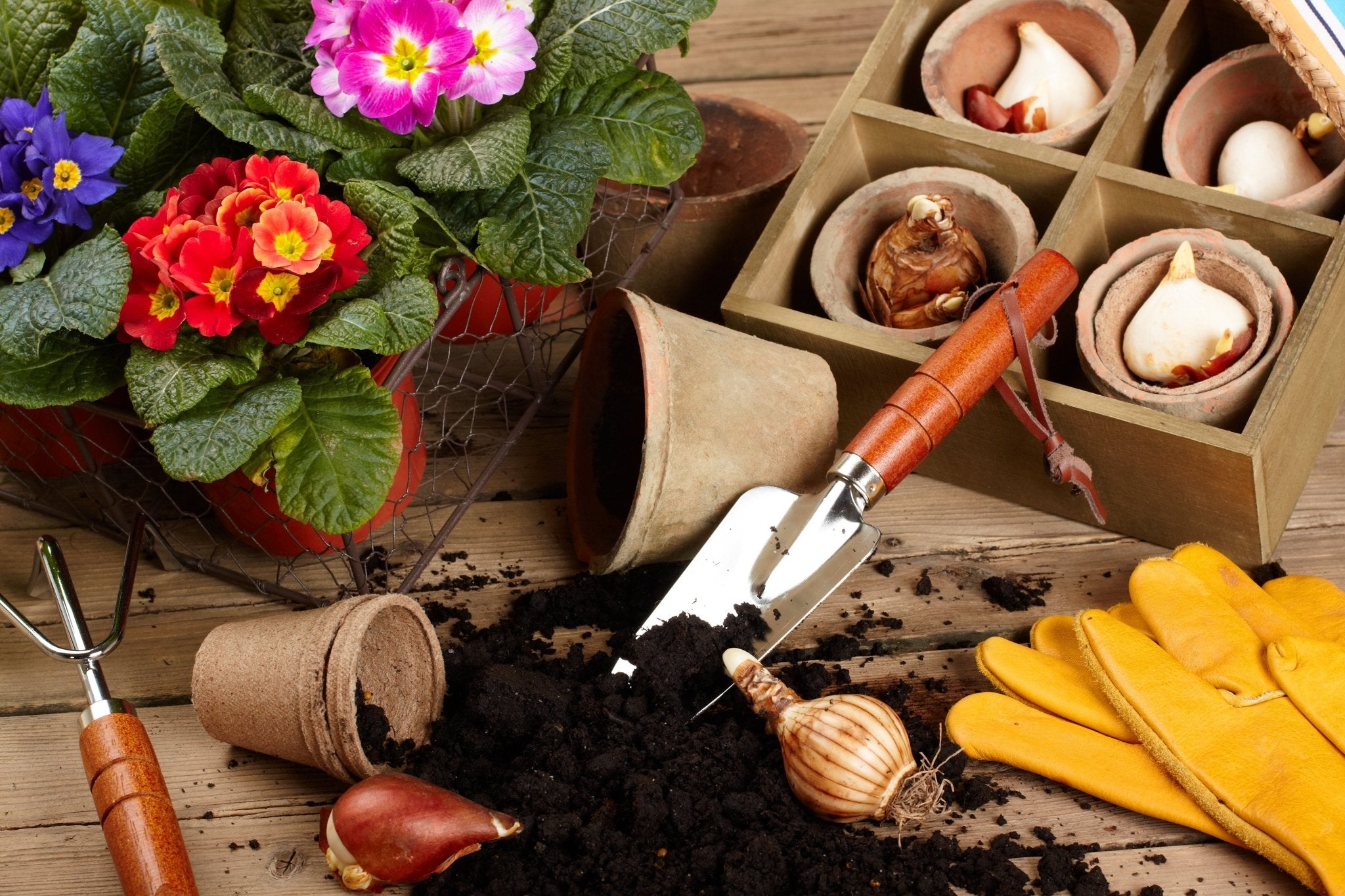 What Can I Still Plant in October? - The Irish Gardener