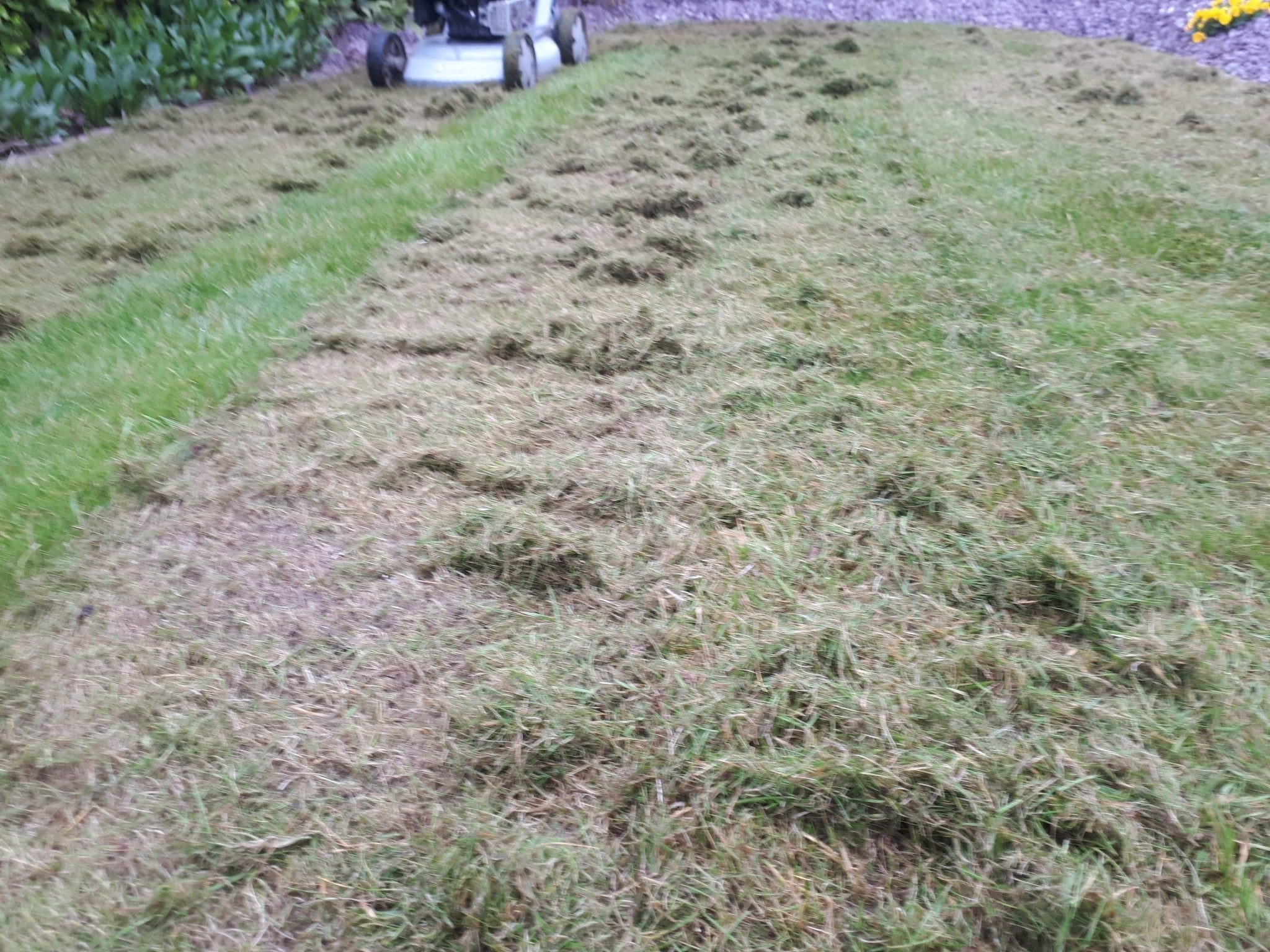What Is Lawn Thatch and Why Should You Scarify? - The Irish Gardener