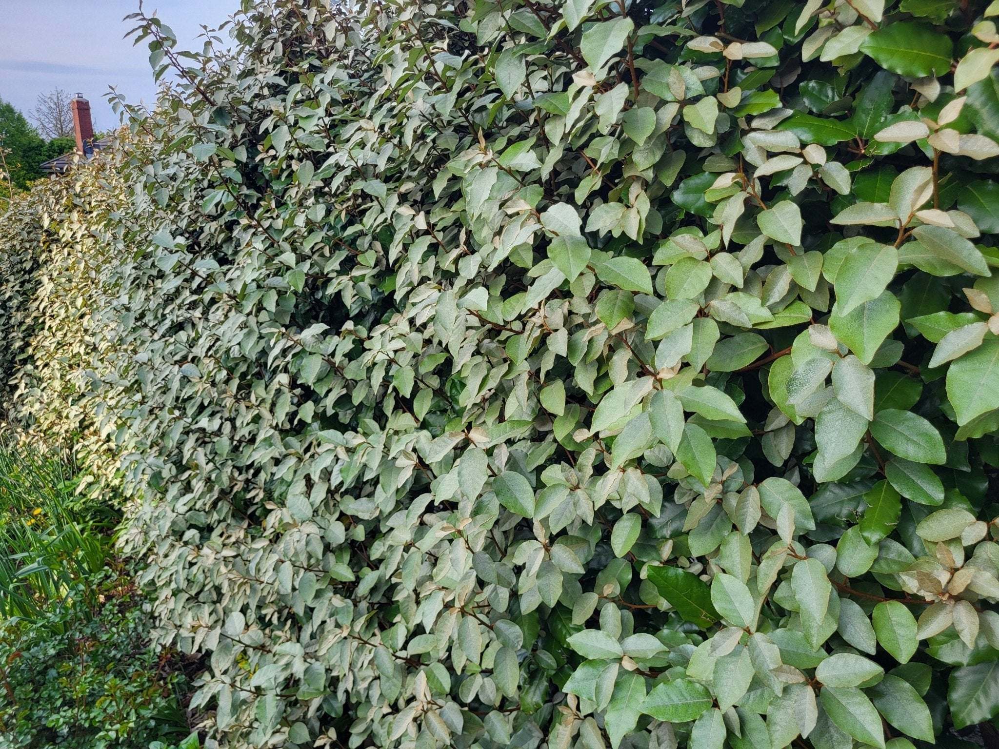 When is the Right Time to Prune Hedges? A Guide for Irish Gardens - The Irish Gardener