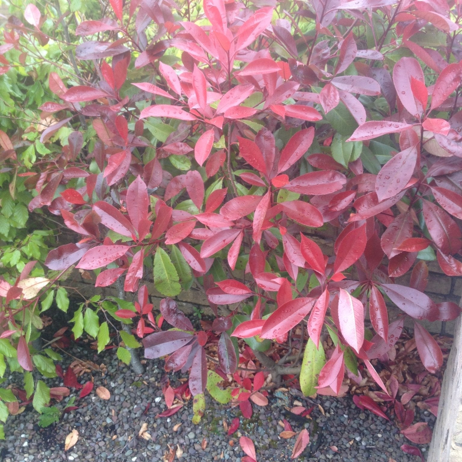 When to Prune Red Robin and Apple Trees – October Gardening Q&A with Peter Dowdall - The Irish Gardener