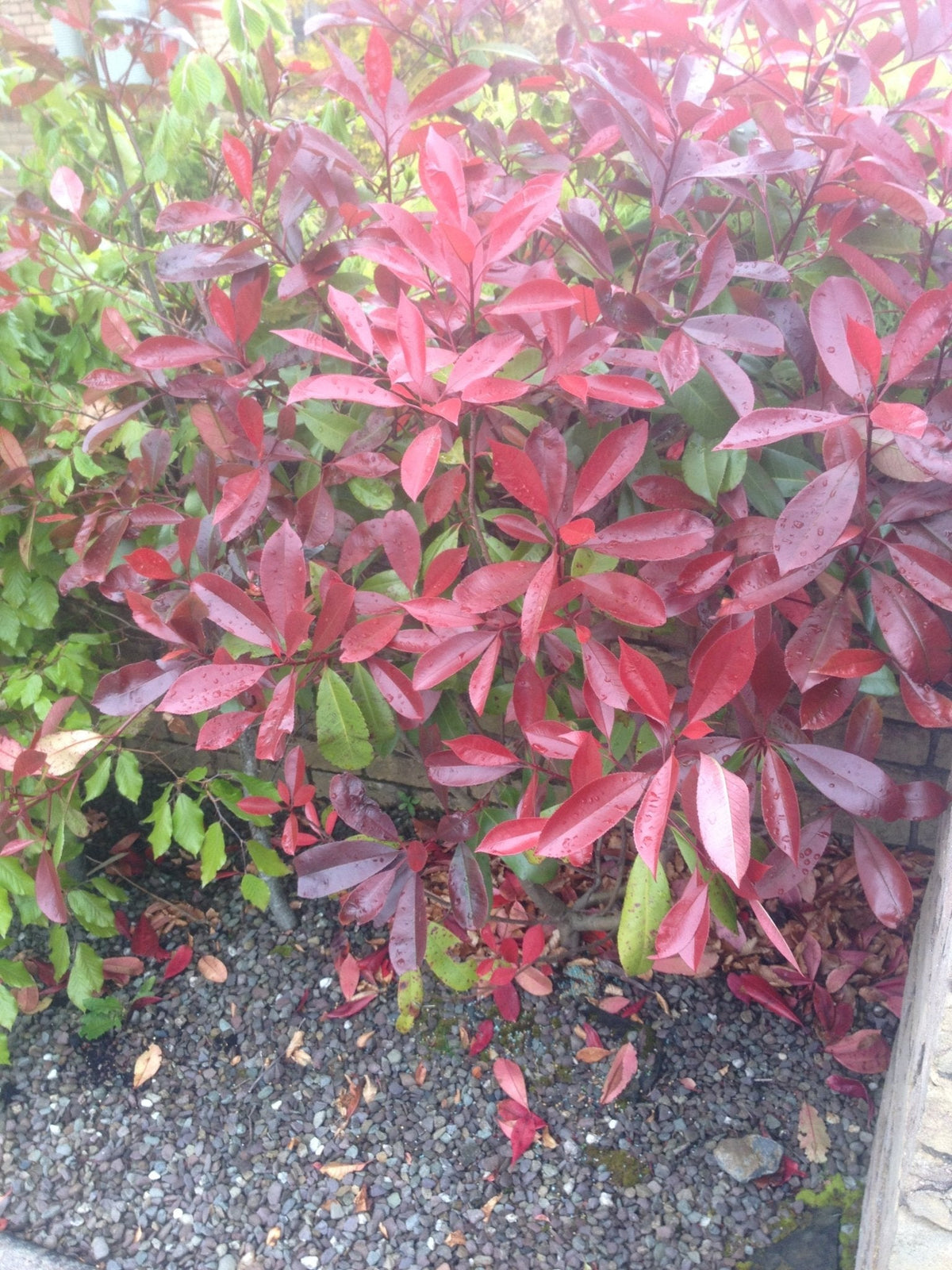 When to Prune Red Robin and Apple Trees – October Gardening Q&A with Peter Dowdall - The Irish Gardener