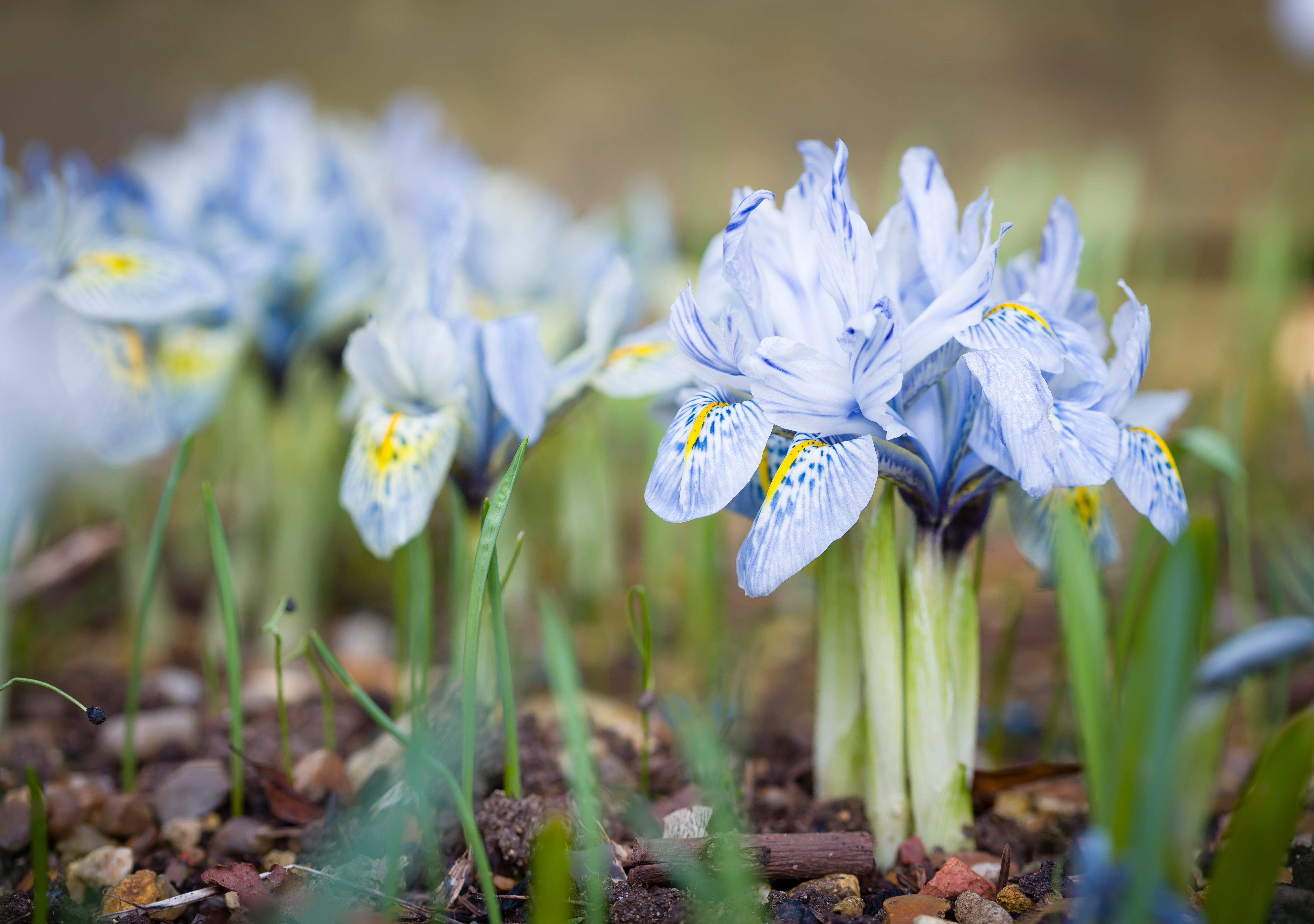 Winter-flowering iris emerging in early spring, symbolising renewal and a gentle start to the gardening year