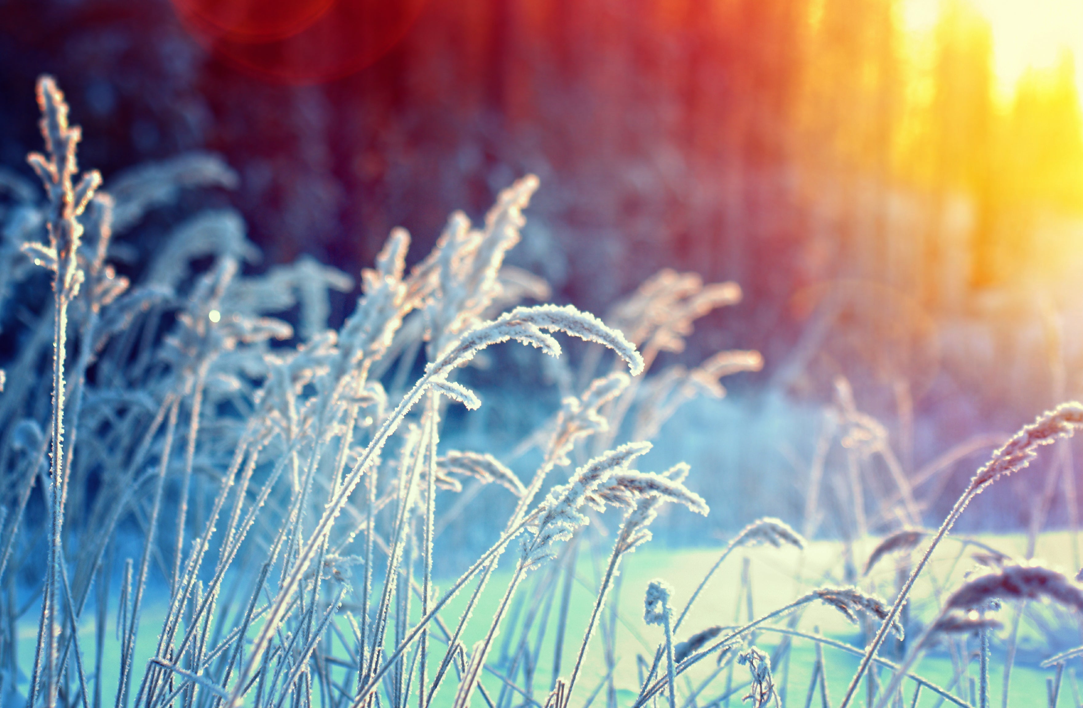 Frost-covered ornamental grasses catching low winter sunlight in an Irish garden