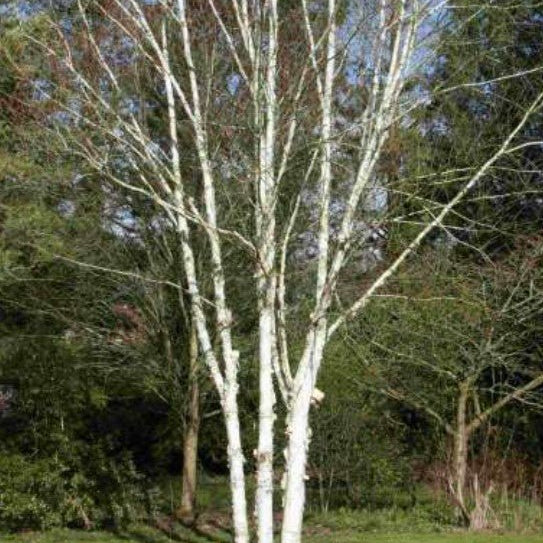 Your Autumn Planting Plan: Shrubs, Trees & Perennials for Structure - The Irish Gardener