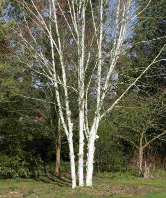 Your Autumn Planting Plan: Shrubs, Trees & Perennials for Structure - The Irish Gardener