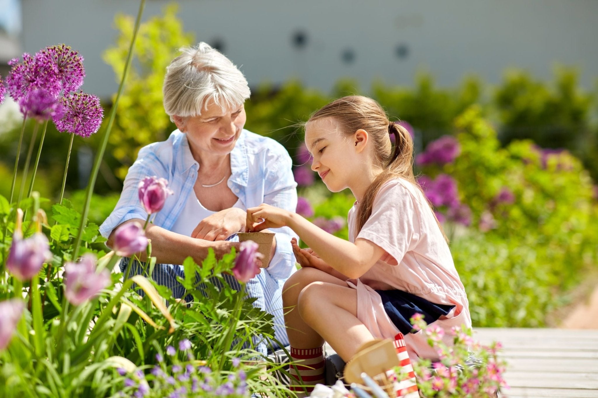 All Summer Flowering Perennials - The Irish Gardener Store