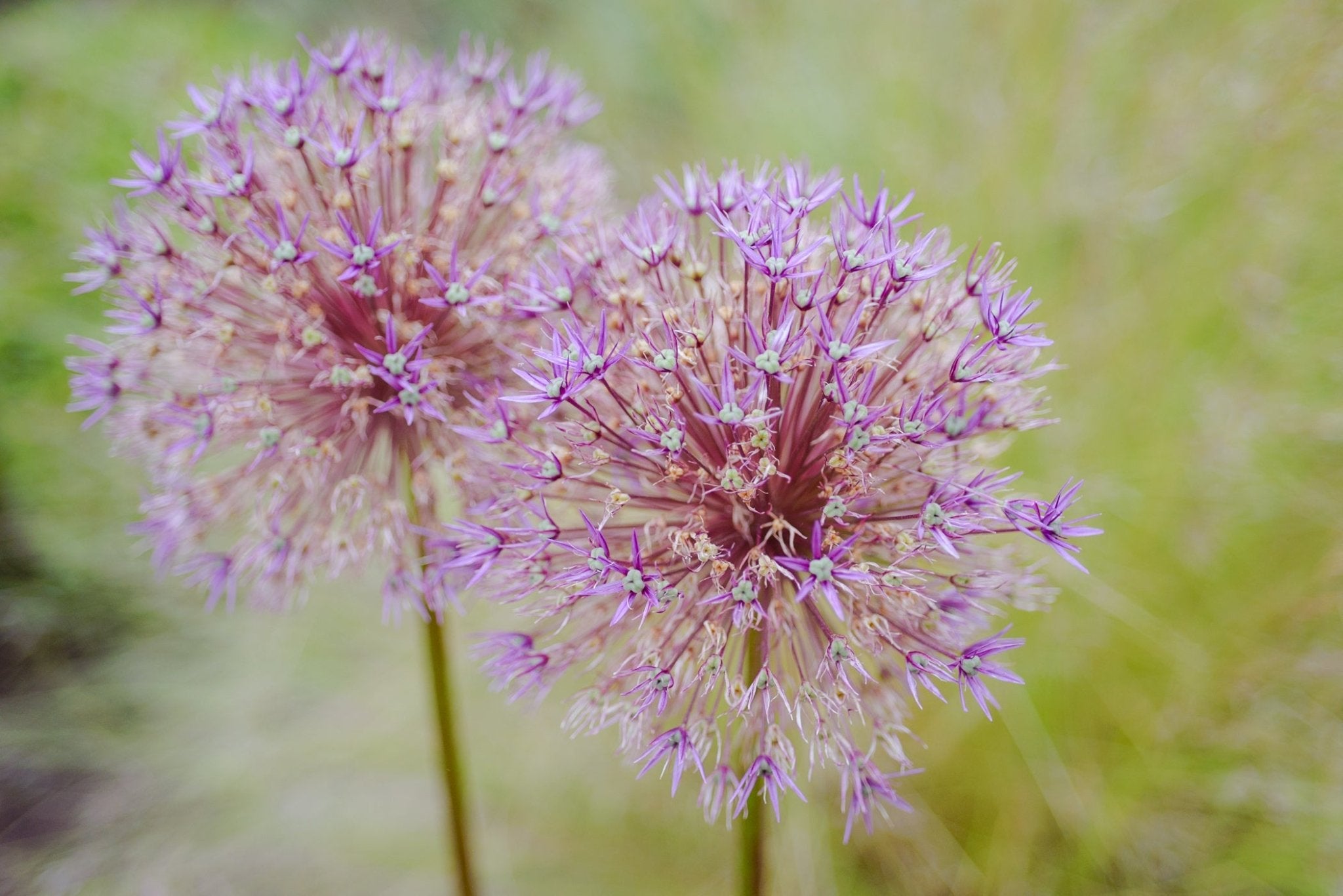 Alliums - The Irish Gardener Store