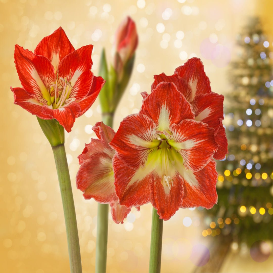 Amaryllis - The Irish Gardener Store