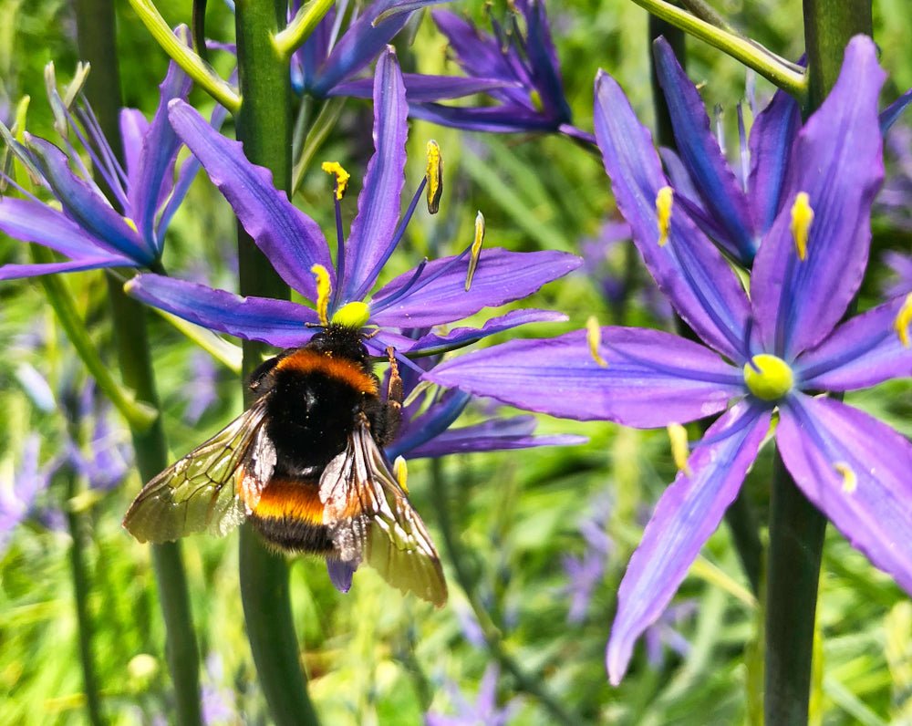 Bulbs for Bees and Other Pollinating Insects