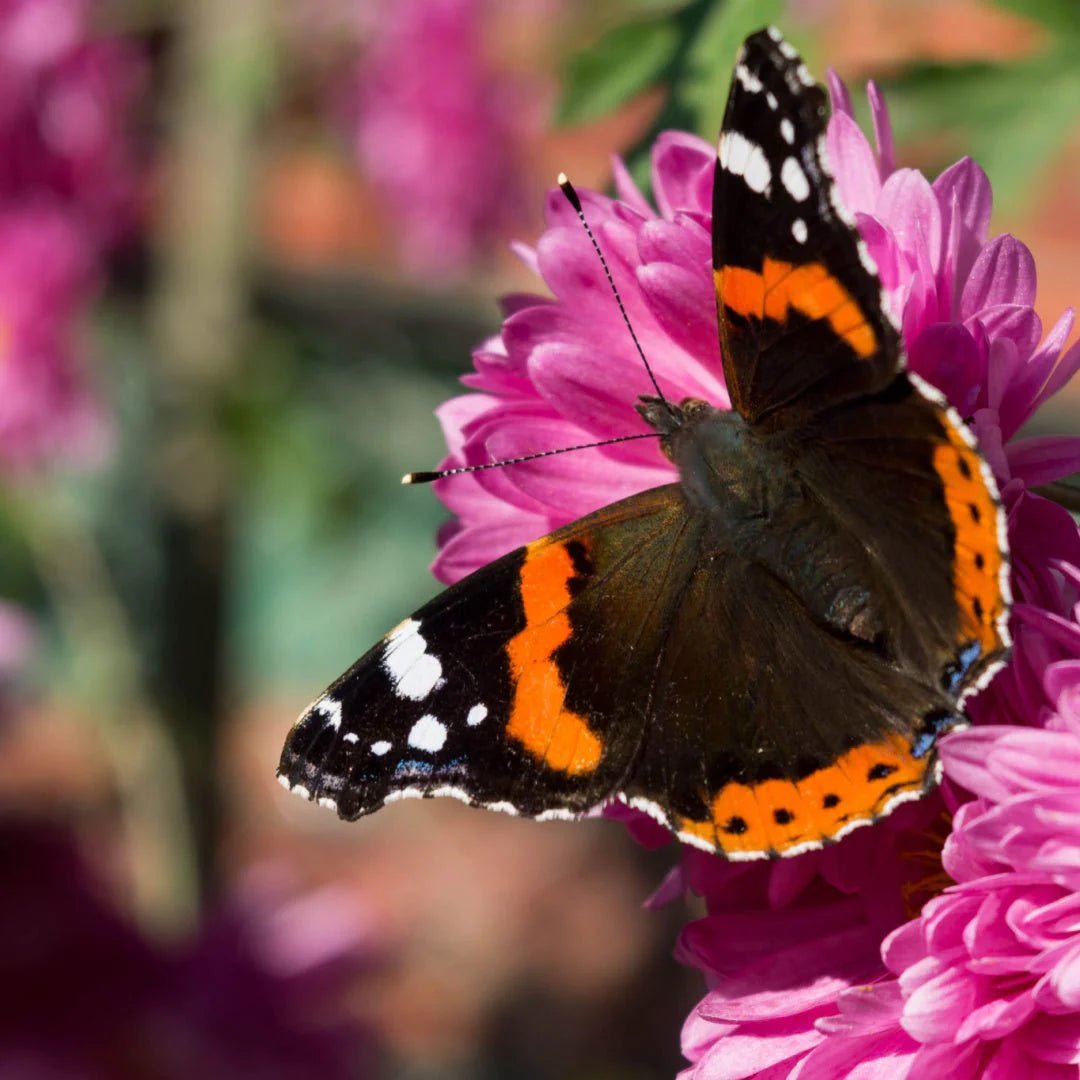 Butterflies - The Irish Gardener Store