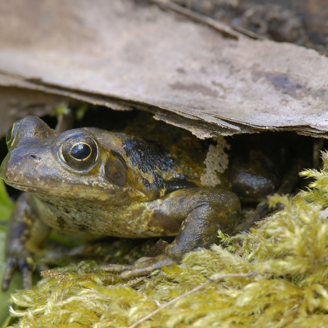 Frogs and Toads - The Irish Gardener Store