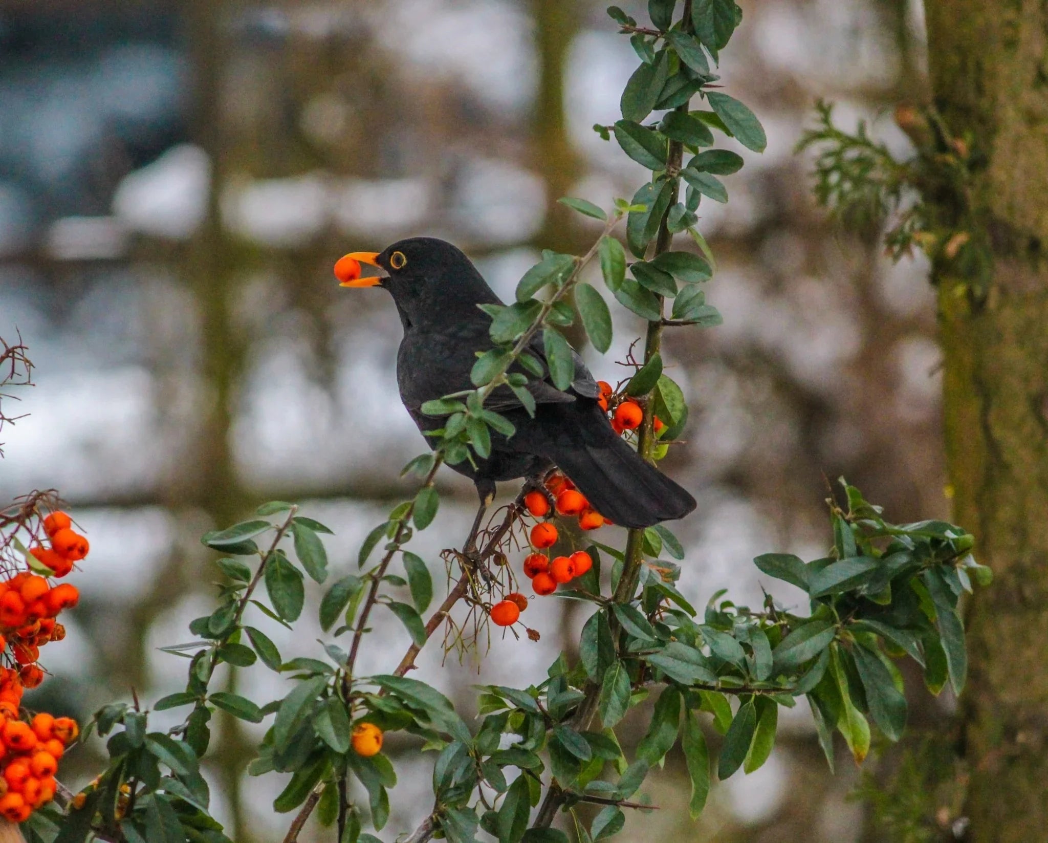 Garden Wildlife Products - The Irish Gardener Store