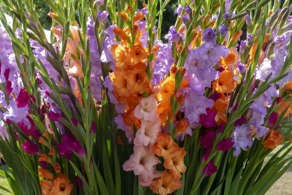 Gladiolus for Summer Flowering - The Irish Gardener Store