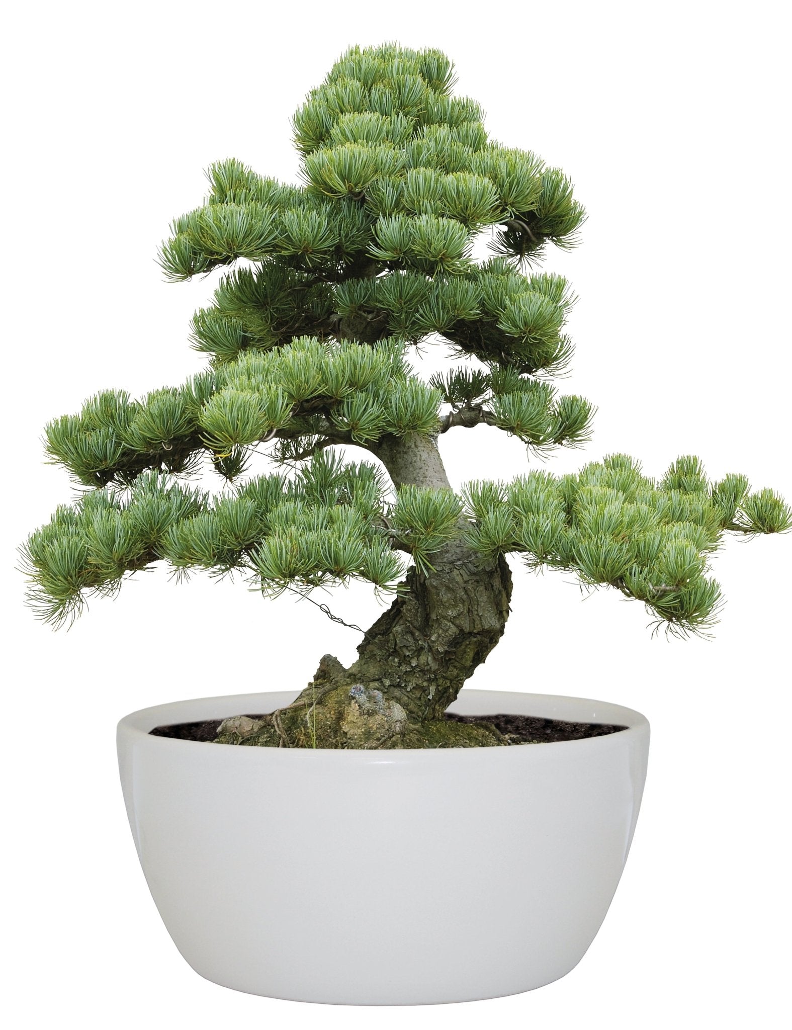 Grow Gift Sets - The Irish Gardener Store