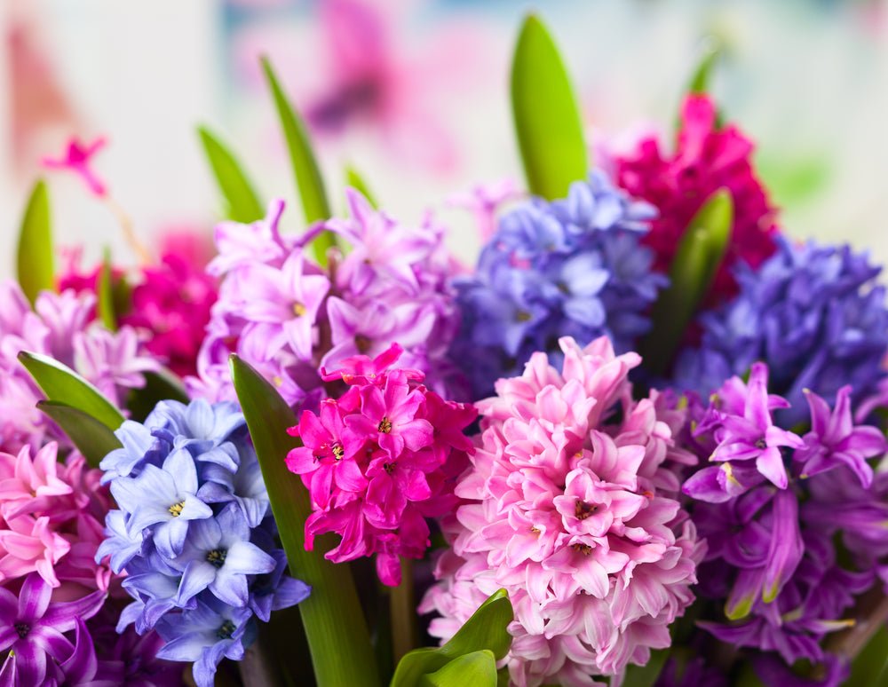 Hyacinths - The Irish Gardener Store