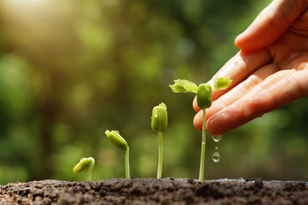 Organic Slug Control - The Irish Gardener Store