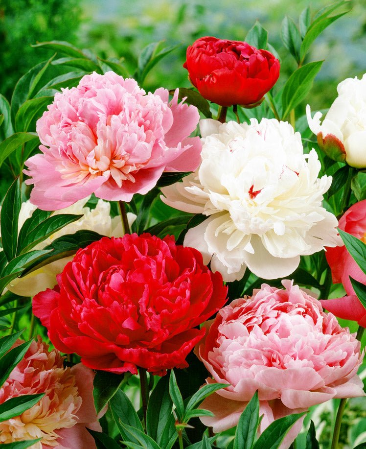 Paeonies