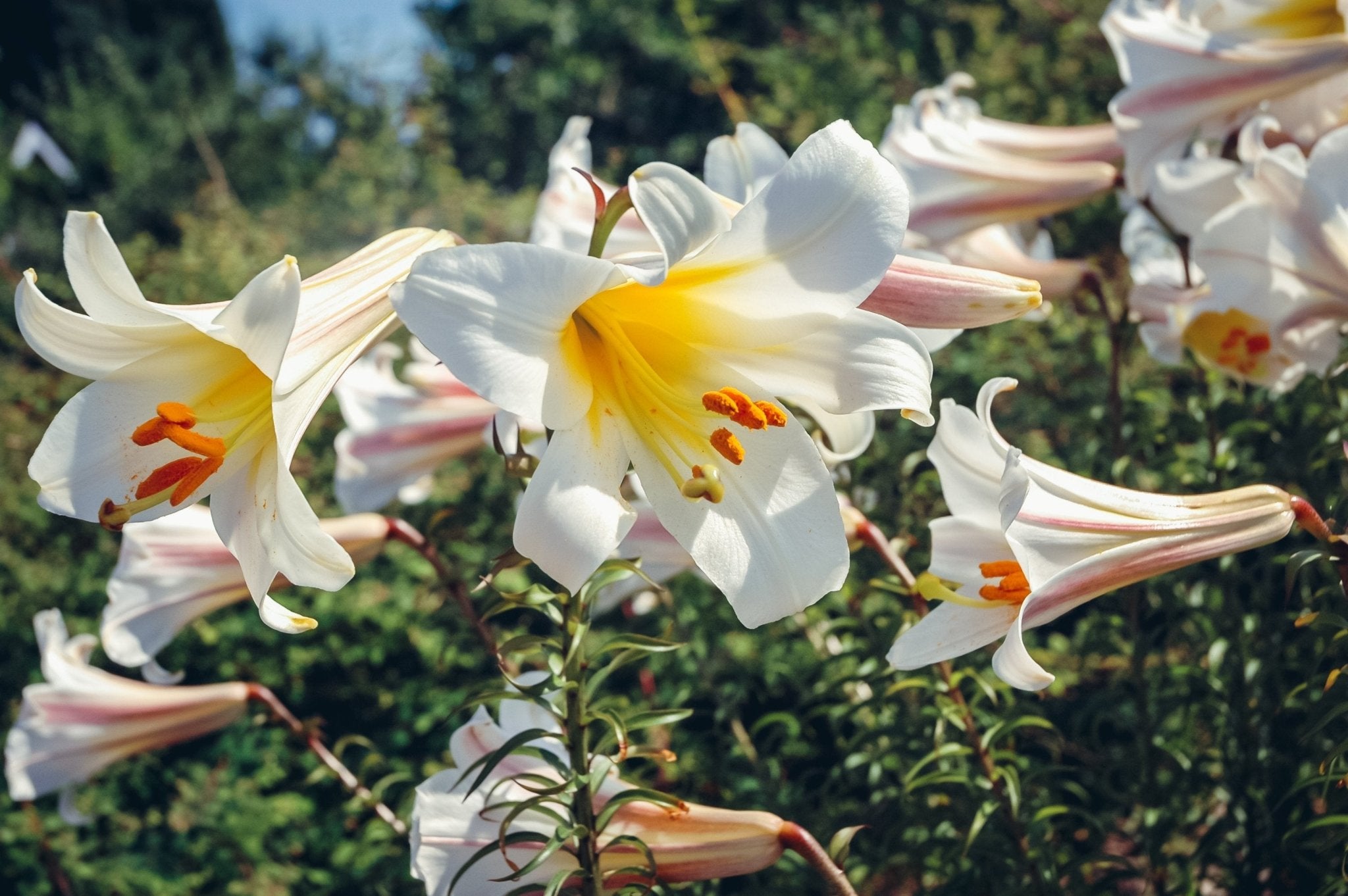 Summer Flowering Lilies - The Irish Gardener Store