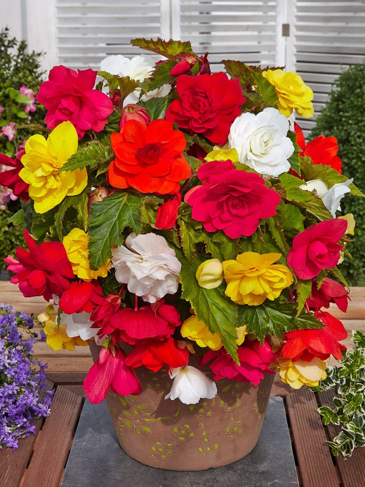 Trailing Begonias