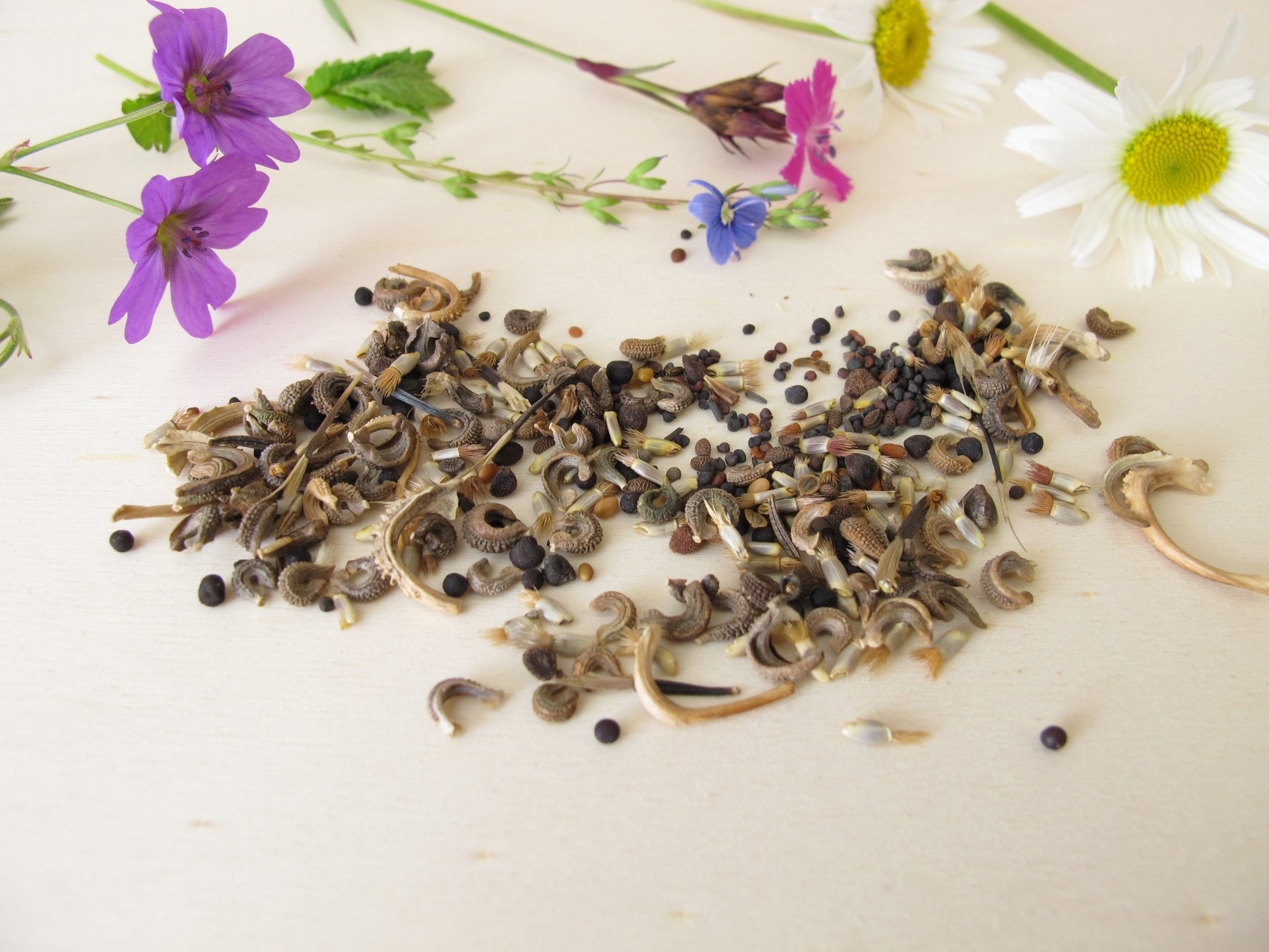 Wildflower Seeds - The Irish Gardener Store