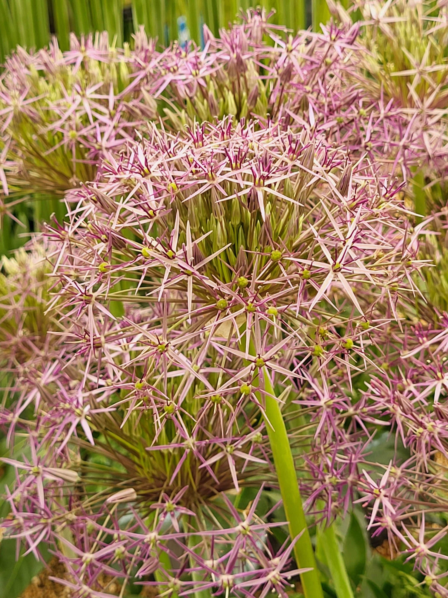 Allium christophii