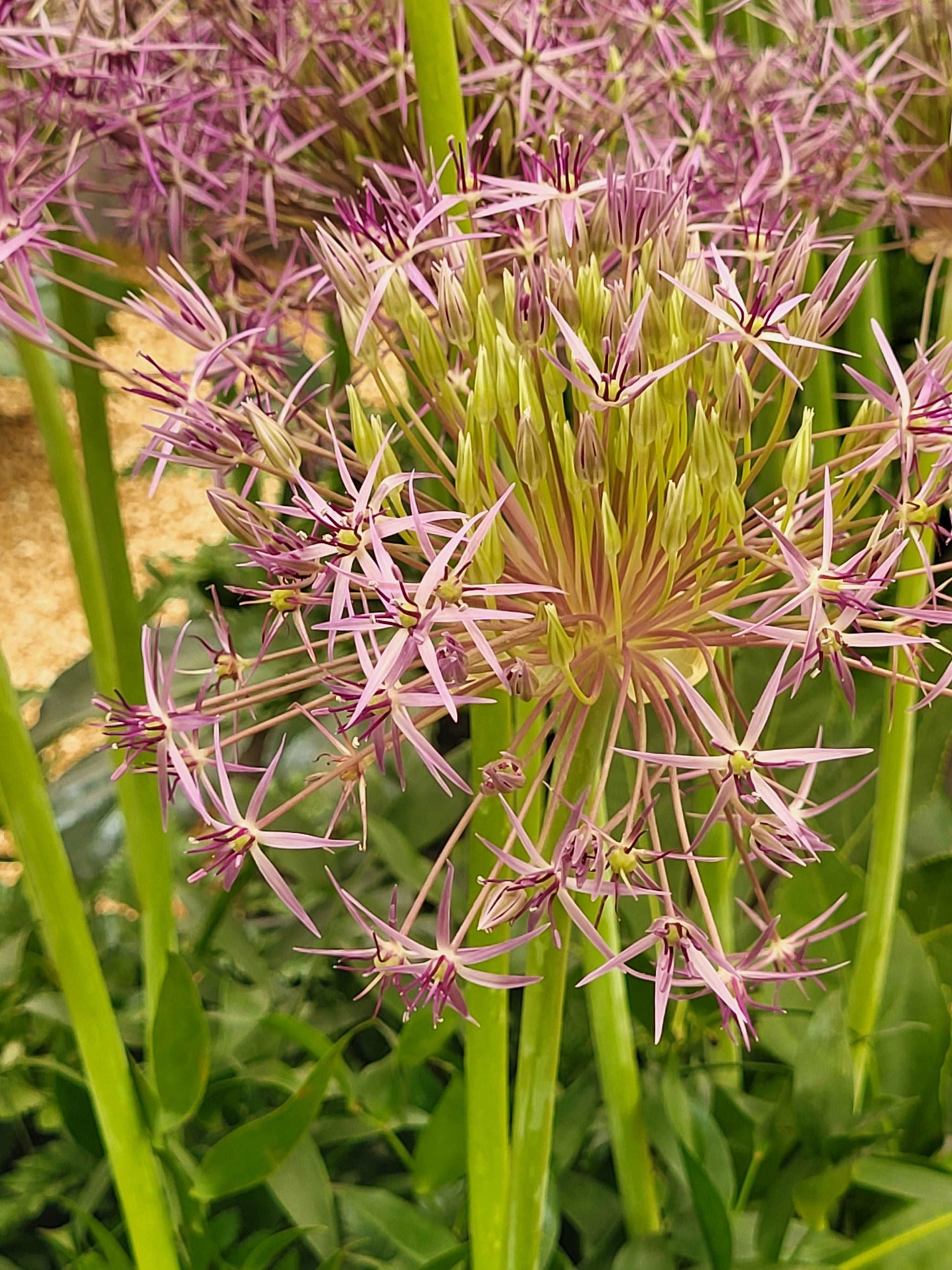 Allium christophii