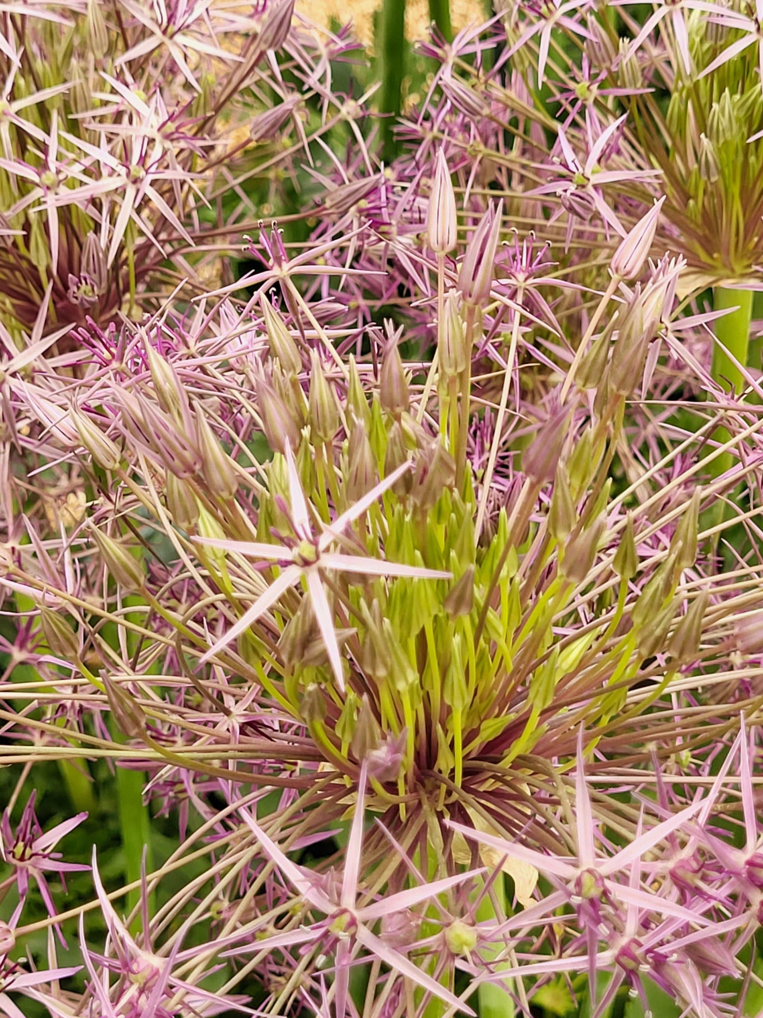 Allium christophii