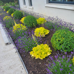 Garden bed with Box Balls, Heuchera and Lavender flowers in front of a building in a garden designed by Peter Dowdall