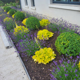 Garden bed with Box Balls, Heuchera and Lavender flowers in front of a building in a garden designed by Peter Dowdall