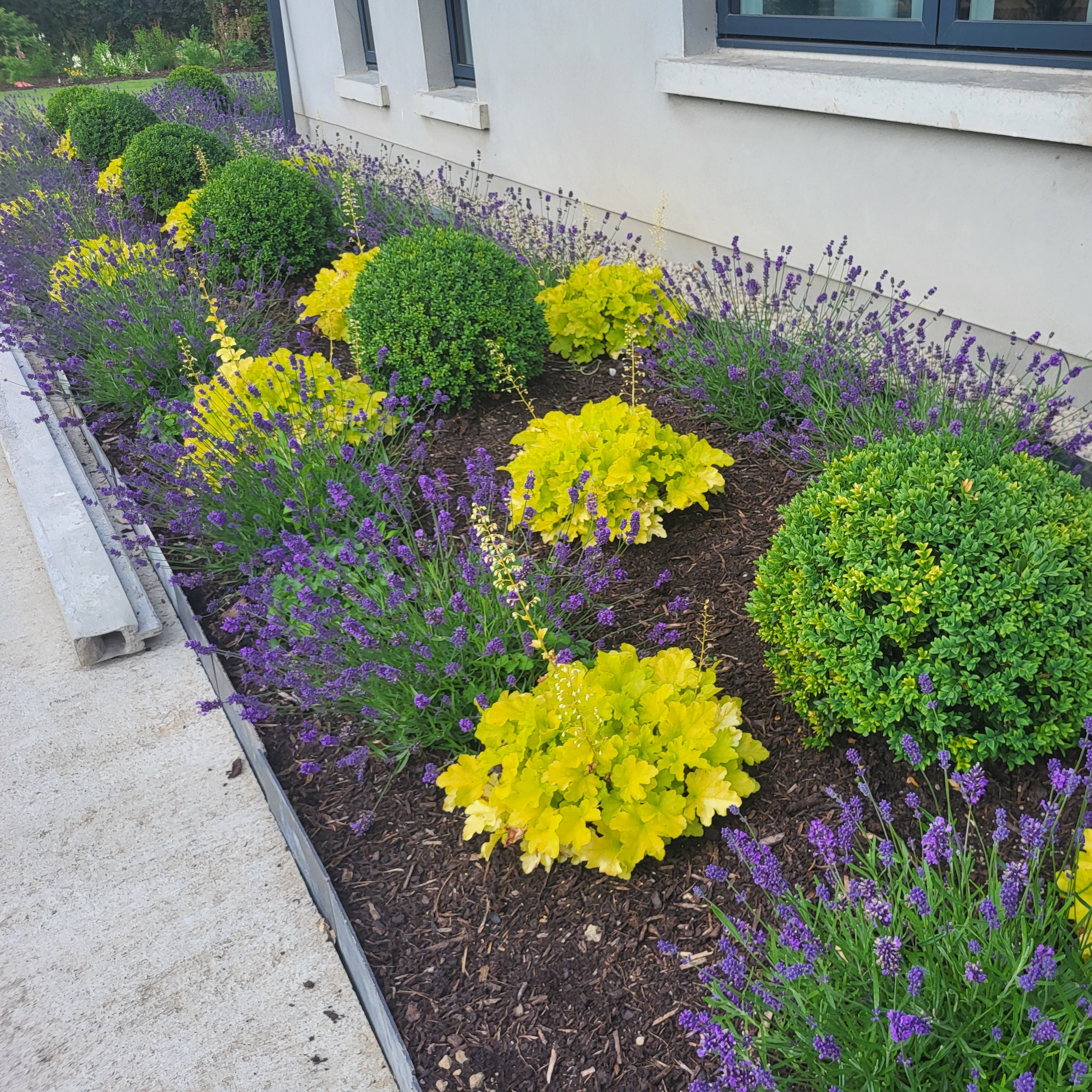 Garden bed with Box Balls, Heuchera and Lavender flowers in front of a building in a garden designed by Peter Dowdall