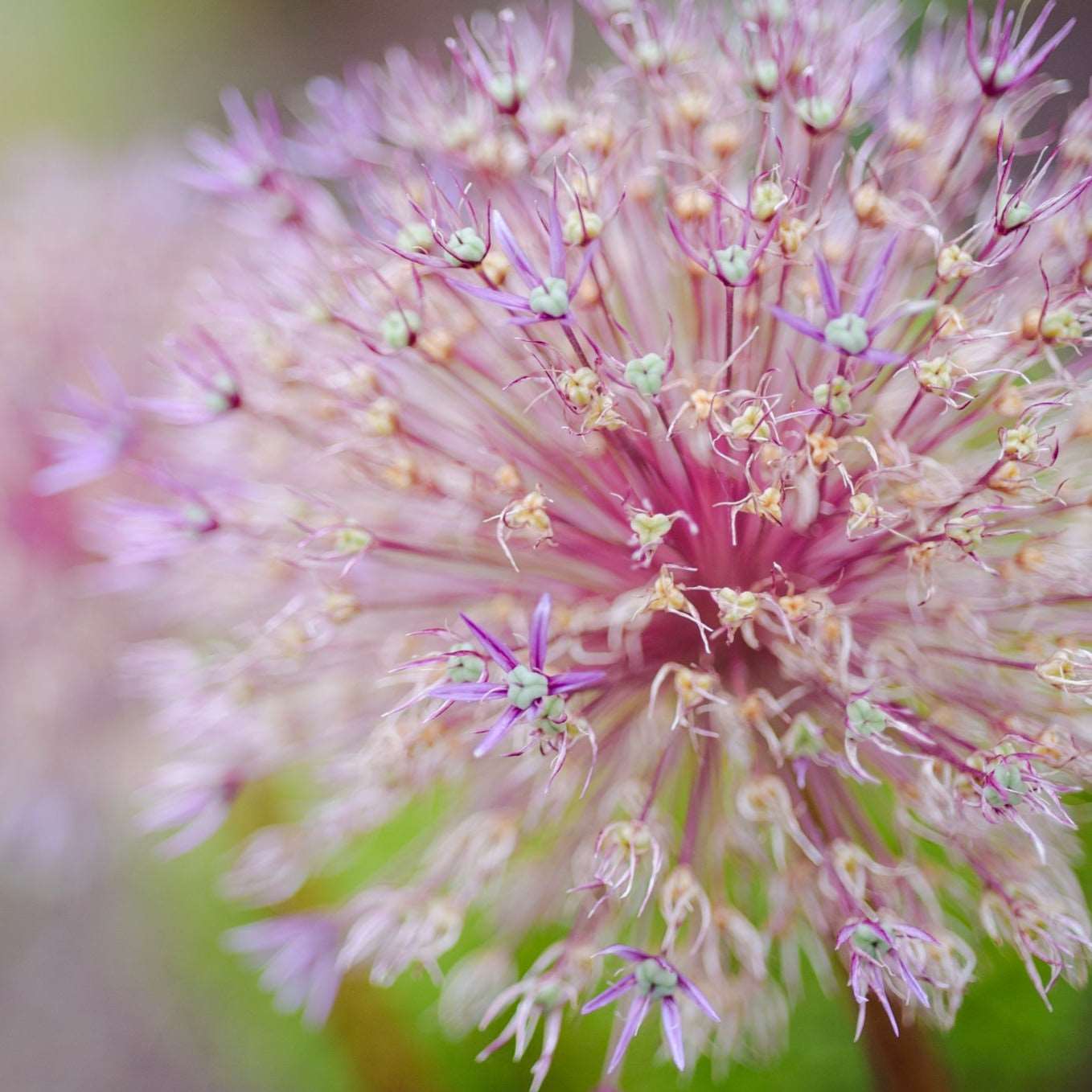 close up image of an allium flower used in a garden guidance session online garden consultation