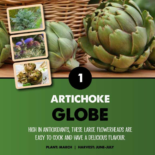 Globe Artichoke