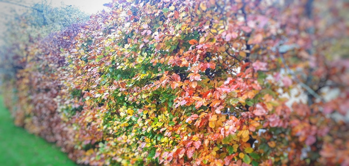 Row of  beech trees growing as a hedge for screening and privacy, with autumn foliage in a garden setting