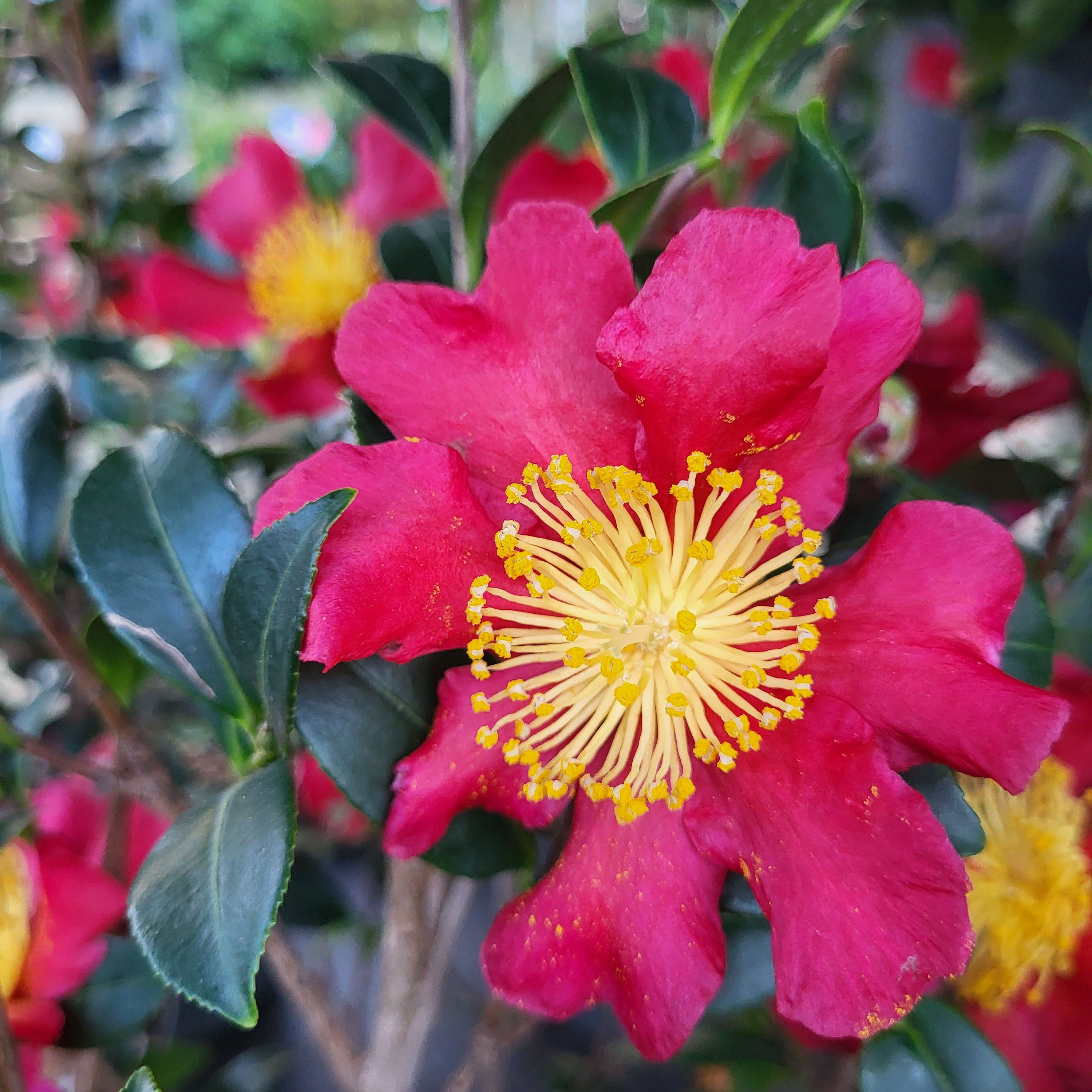 Close-up of a vibrant red flower of a Camellia, with a yellow center, surrounded by green leaves.