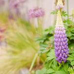 "Elegant purple lupin spike surrounded by lush green foliage, complemented by soft-textured grasses and vibrant planting in the background, highlighting a sophisticated garden design."