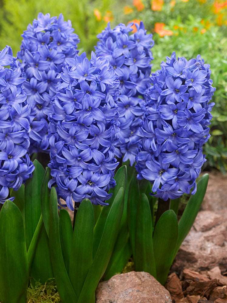 blue hyacinths