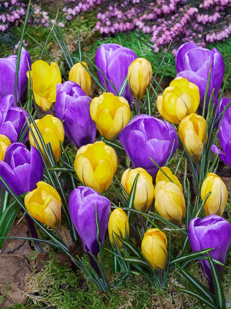 crocus flowers