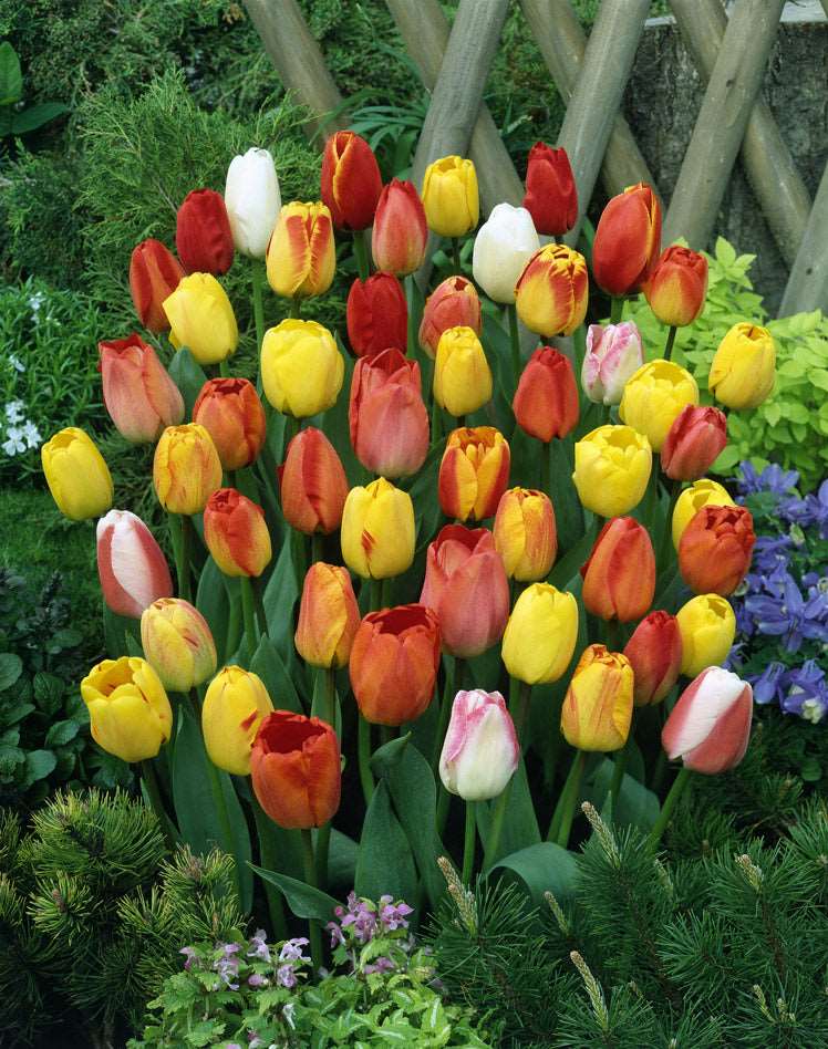 mixed tulips