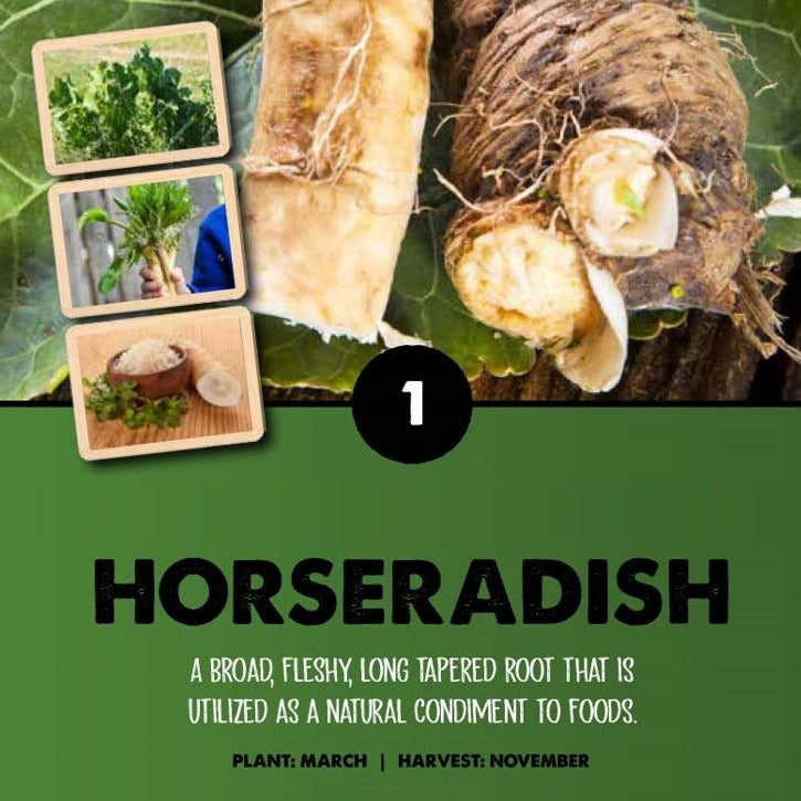 Horseradish Armorica Rusticana